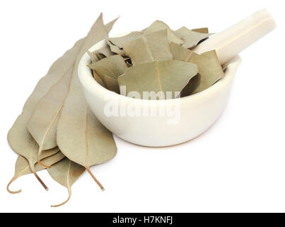 Les feuilles d'Eucalyptus à sec sur fond blanc Banque D'Images