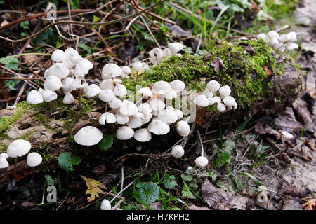 Moignon couvert de champignon à Mont Saint-Frieux, Hardelot, la Côte d'Opale, Pas de Calais, France Banque D'Images