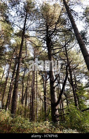 Bois de pin au Mont Saint-Frieux, Hardelot, Pas de Calais, Côte d'Opale, France Banque D'Images