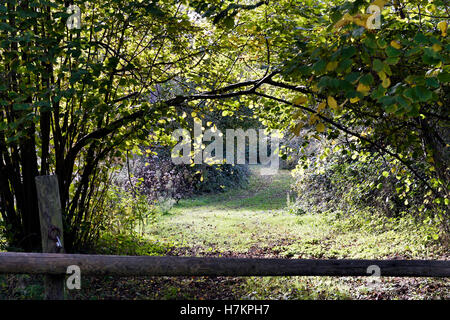 Chemin de bois dans les dunes du Mont Saint Frieux, Côte d'Opale Banque D'Images