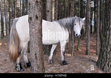 Chevaux à Mont Saint-Frieux dunes de sable et de pins, Pas de Calais, Côte d'Opale, France Banque D'Images