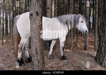 Chevaux à Mont Saint-Frieux dunes de sable et de pins, Pas de Calais, Côte d'Opale, France Banque D'Images