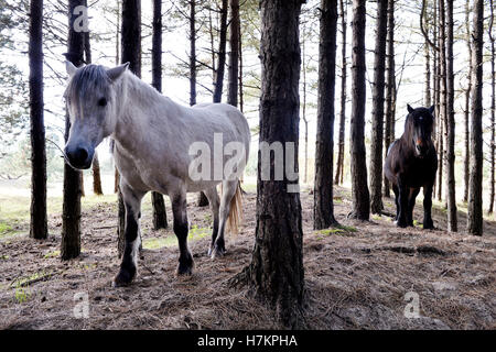 Chevaux à Mont Saint-Frieux dunes de sable et de pins, Pas de Calais, Côte d'Opale, France Banque D'Images