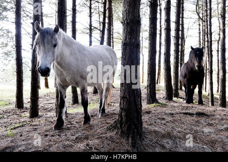 Chevaux à Mont Saint-Frieux dunes de sable et de pins, Pas de Calais, Côte d'Opale, France Banque D'Images