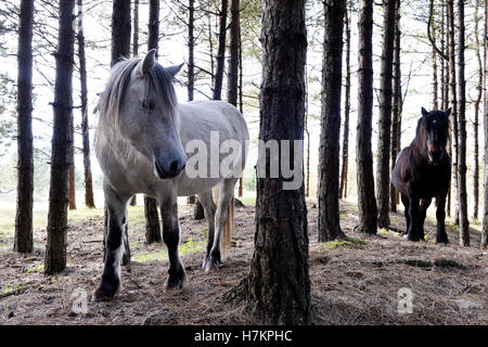 Chevaux à Mont Saint-Frieux dunes de sable et de pins, Pas de Calais, Côte d'Opale, France Banque D'Images