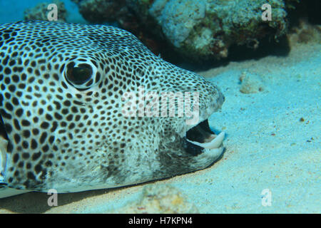 Le poisson-globe géant (Arothron stellatus) sur le fond sablonneux de la mer rouge Banque D'Images