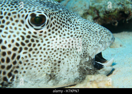 Le poisson-globe géant (Arothron stellatus) sur le fond sablonneux de la mer rouge Banque D'Images