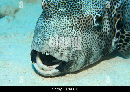 Le poisson-globe géant (Arothron stellatus) sur le fond sablonneux de la mer rouge Banque D'Images