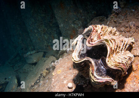 La photographie sous-marine d'un grand clam dans un récif de corail de la mer Rouge, Eilat, Israël Banque D'Images