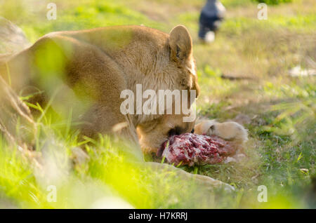 Lion mange de la viande Banque D'Images