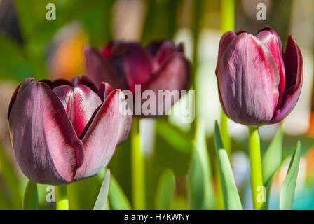 Reine de la nuit trois tulipes au soleil du printemps noir. Banque D'Images