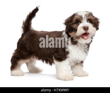 Beautiful smiling chocholate havanese Puppy le chien est en station debout Banque D'Images