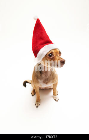 Portrait de chihuahua wearing santa hat Banque D'Images