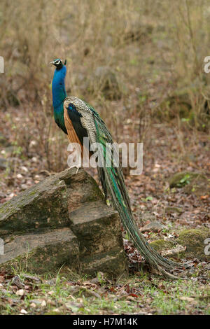 Pavo cristatus, paons indiens, homme, kanha national park, le Madhya Pradesh, en Inde. Banque D'Images