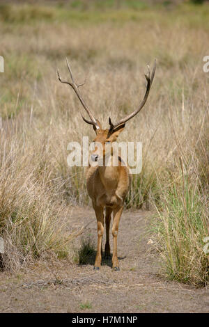 Barasingha, Cervus duvauceli branderi, Kanha National Park, Madhya Pradesh, Inde Banque D'Images