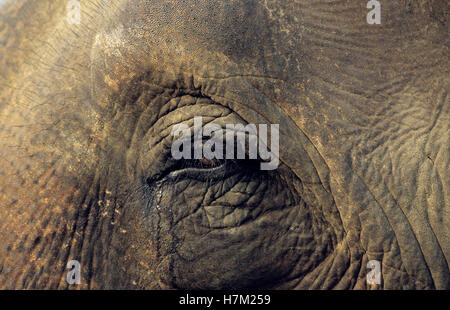 L'œil de l'éléphant indien, Elephas maximus, Linnaeus Banque D'Images