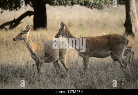 Barasingha ou marais, cerfs, Cervus duvauceli branderi, femelles, à Kanha National Park, le Madhya Pradesh, en Inde. Banque D'Images