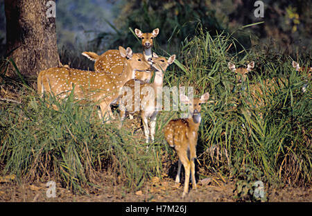 Spotted-Deers de Chital, Axis axis, femelles, à Kanha National Park, le Madhya Pradesh, en Inde. Banque D'Images