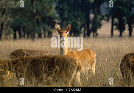 Barasingha ou marais, cerfs, Cervus duvauceli branderi, femelles, à Kanha National Park, le Madhya Pradesh, en Inde. Banque D'Images