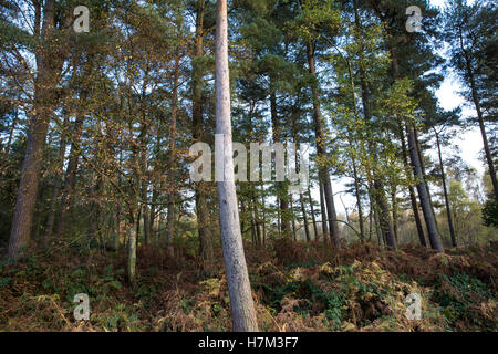 Leith Hill, au Royaume-Uni. 5 novembre, 2016. Bury Hill Wood, près de la colline de Leith Camp de protection. Des activistes occupant le site protestent contre les plans de l'Europa de pétrole et de gaz pour des forages ou des essais pour le pétrole. Banque D'Images