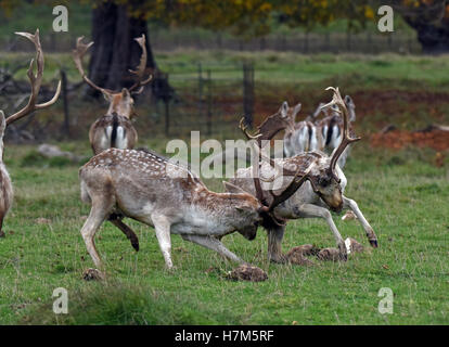 La saison des ruses d'automne permet aux mâles de cerf de se battre pour la supériorité. Crédit : David Bagnall Banque D'Images