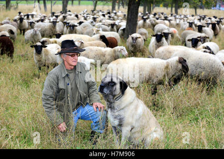 Helmut Berger Lenz se dresse sur une prairie avec son troupeau et son chien Gardien de bétail près de Badeborn "Artos", Allemagne, 28 octobre 2016. Le wolve est revenu à la Saxe-Anhalt et est également une menace pour les moutons. Chiens spécial peut garder les troupeaux. Experts regrette l'absence d'appui de l'état. PHOTO : PETER GERCKE/dpa Banque D'Images