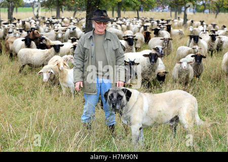 Helmut Berger Lenz se dresse sur une prairie avec son troupeau et son chien Gardien de bétail près de Badeborn "Artos", Allemagne, 28 octobre 2016. Le wolve est revenu à la Saxe-Anhalt et est également une menace pour les moutons. Chiens spécial peut garder les troupeaux. Experts regrette l'absence d'appui de l'état. PHOTO : PETER GERCKE/dpa Banque D'Images