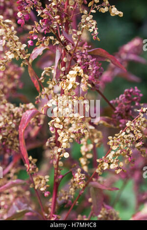 Atriplex hortensis var. rubra. Arroches rouges. Banque D'Images