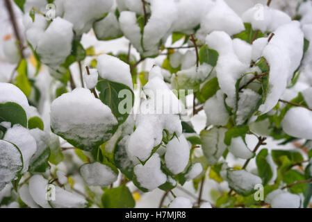 Neige fraîche sur les feuilles vert Banque D'Images