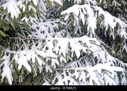 Neige fraîche sur la branche de sapin Banque D'Images