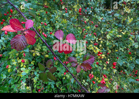 Bramble feuilles à l'automne avec églantier dans auburn Banque D'Images