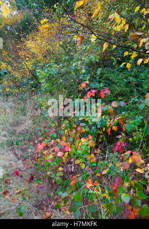 Bramble feuilles à l'automne avec églantier dans auburn Banque D'Images