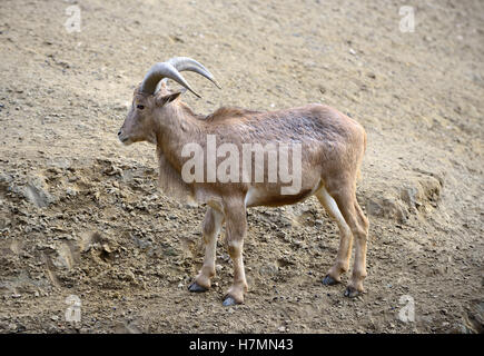 Ammotragus lervia ou un mouflon au zoo Banque D'Images