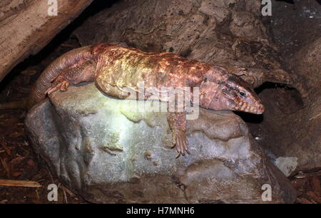 Rouge géant d'Argentine (Tupinambis rufescens lézards tégu, Salvator rufescens) Banque D'Images