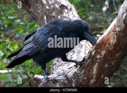 Raven eurasien (Corvus corax) dans un arbre Banque D'Images