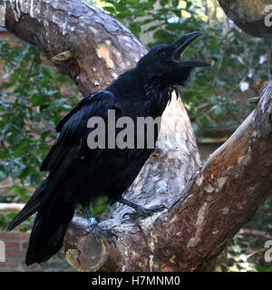 Eurasienne mature autre croasse Corbeau (Corvus corax) Banque D'Images