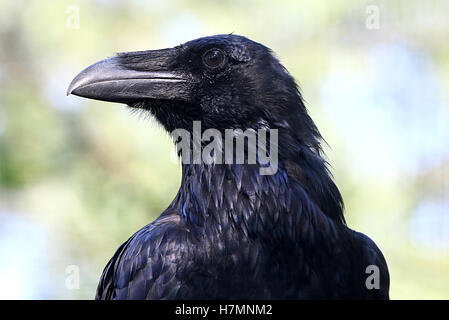 Gros plan de la tête d'une eurasienne mature Corbeau (Corvus corax) Banque D'Images