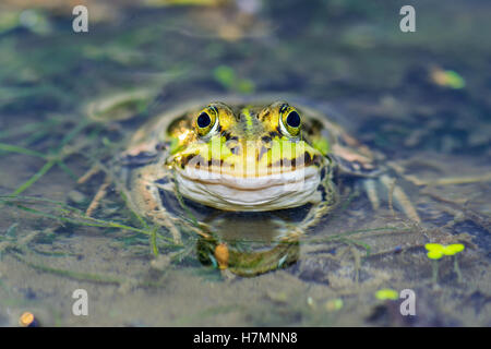 Frog Sitting in Pond Banque D'Images