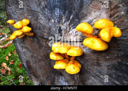 Touffe de soufre (champignons Hypholoma fasciculare) aussi connu comme woodlovers en cluster sur une souche d'arbre dans la New Forest, Royaume-Uni Banque D'Images
