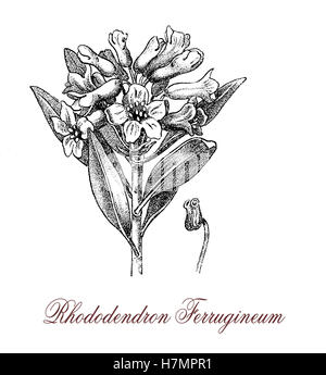 Rhododendron ferrugineum ou alpenrose est un arbuste à développer au-delà de la ligne des arbres avec rose rouge ou pourpre des grappes de fleurs en forme de cloche.La plante est légèrement toxique.La face inférieure des feuilles sont couvertes de taches brunes à la rouille, d'où le nom. Banque D'Images