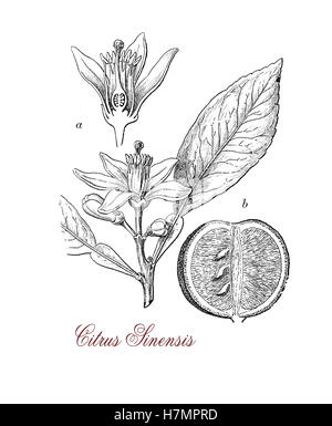 Orange est un hybride, entre pomelo (Citrus maxima) et la mandarine (Citrus reticulata), produit des fruits doux et juteux pour être mangés frais ou que le jus.c'est une excellente source de vitamine C Banque D'Images