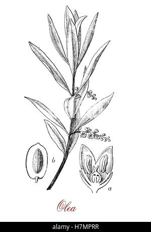 Olea est un genre de plusieurs espèces, la plus connue d'olive est originaire de la région méditerranéenne, source importante de l'agriculture de l'huile d'olive.Le fruit est une drupe appelée aussi l'olive, les feuilles sont vert argenté,les petites fleurs blanches, le tronc est généralement tordu et noueux.le fruit contient une graine appelée rock ou pierre.cultivars d'olive sont utilisés principalement pour l'huile d'olive, fruits et bois précieux. Banque D'Images