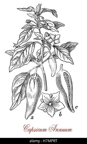 Capsicum annuum est une plante originaire d'Amérique du Nord et du Sud largement cultivée dans une variété de formes et de la taille des deux poivrons doux et chaud de poivrons piments rouges. Les fleurs sont blanches, les fruits sont des baies peut être verte, jaune ou rouge à maturité. Source de Poivrons et piments chauds. Il est aussi utilisé comme plante ornementale. Banque D'Images
