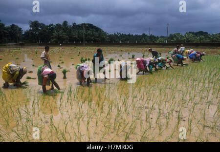 L'INDE Karnataka, Moodbidri, la culture du riz, les femmes de replanter des plants de riz de la maternelle au domaine Banque D'Images