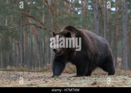 Ours brun européen / Braunbaer ( Ursus arctos ), impressionnant des profils, debout sur une clairière au bord de forêts de conifères. Banque D'Images