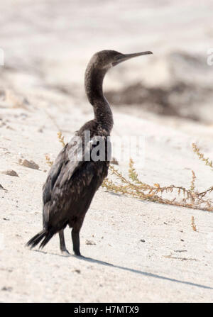 Un cormoran de Socotra vu lors d'une visite du Prince de Galles à Bu Tinah Island, une zone marine protégée par l'UNESCO aux Emirats Arabes Unis, au cours de la tournée royale du Moyen-Orient. Banque D'Images