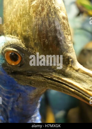 Un gros plan d'une taxidemy le visage d'oiseaux nandou Banque D'Images