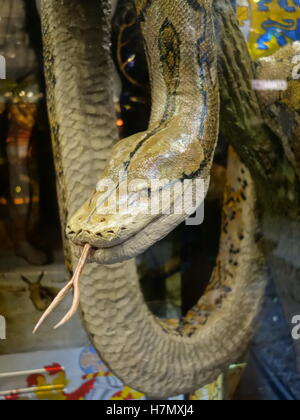 Un son réaliste d'un modèle de taxidermie serpent python réticulé Banque D'Images
