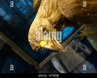 La tête d'un aigle taxidermie dans un musée Banque D'Images