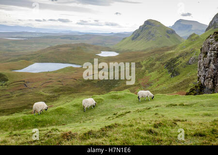 Moutons à Quiraing, montagnes, collines, lac, île de Skye, Écosse, Trotternish Banque D'Images